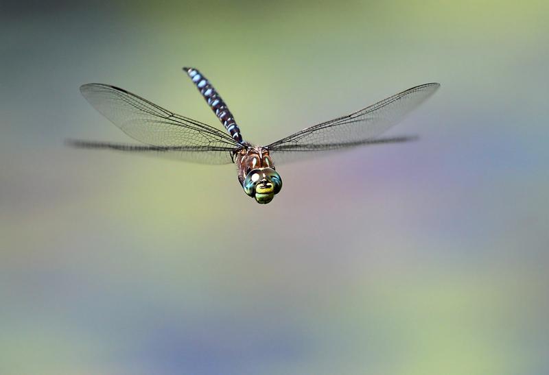 Photo of Variable Darner