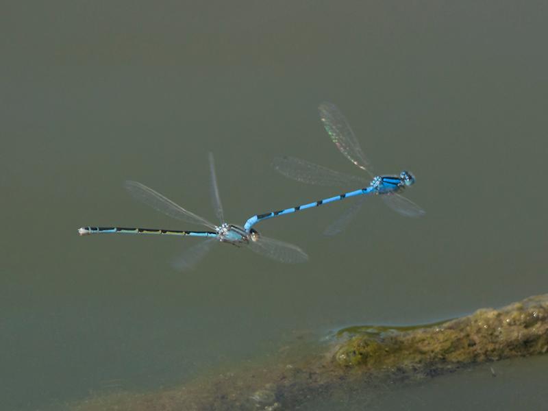 Photo of Familiar Bluet