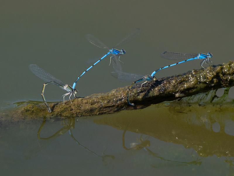 Photo of Familiar Bluet