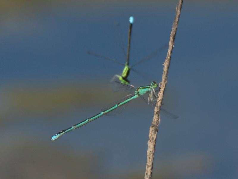 Photo of Stream Bluet