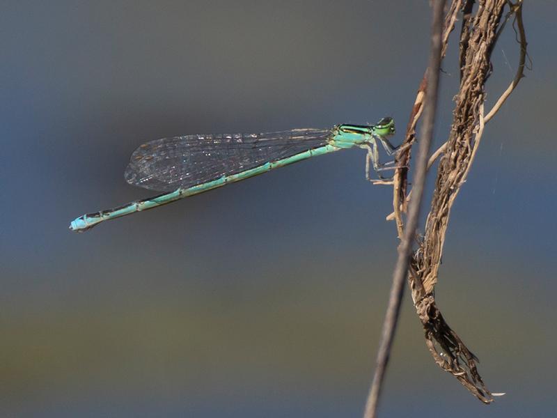 Photo of Stream Bluet