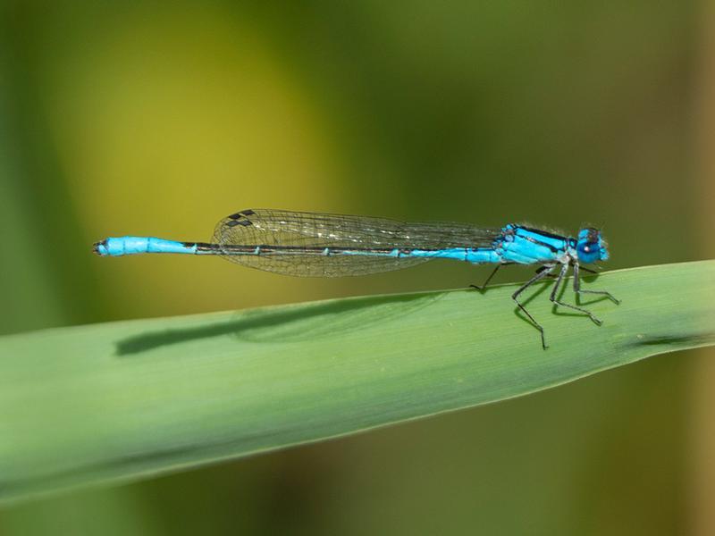 Photo of Azure Bluet