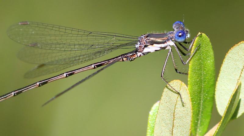 Photo of Spotted Spreadwing