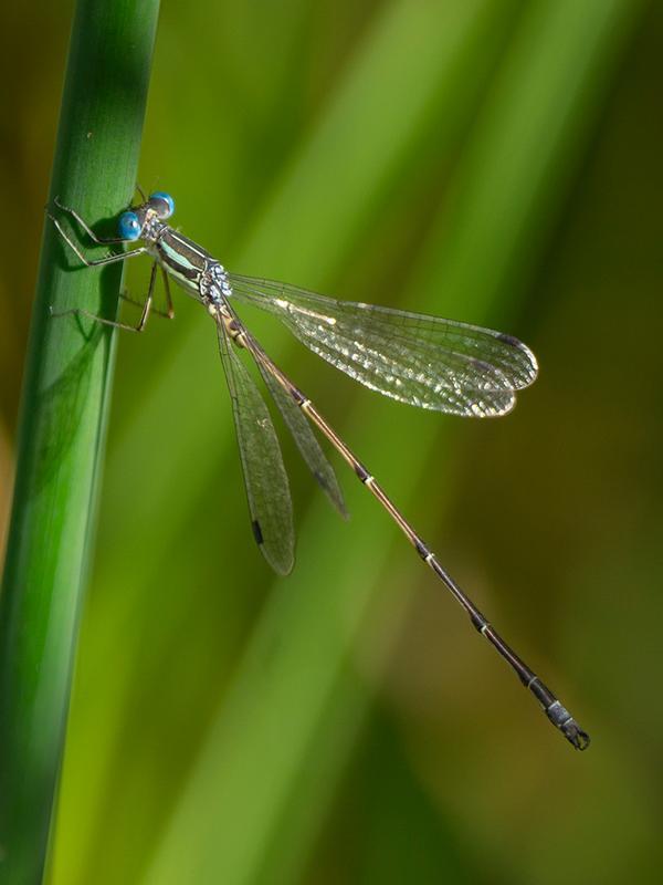 Photo of Slender Spreadwing