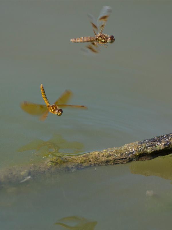 Photo of Eastern Amberwing