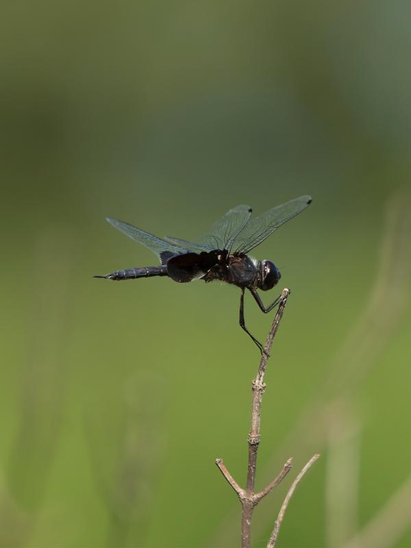 Photo of Black Saddlebags