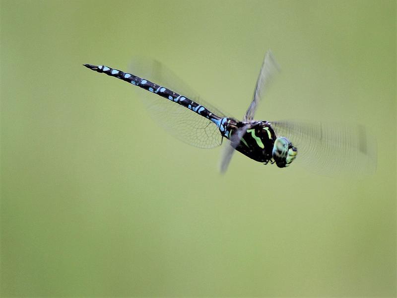 Photo of Green-striped Darner