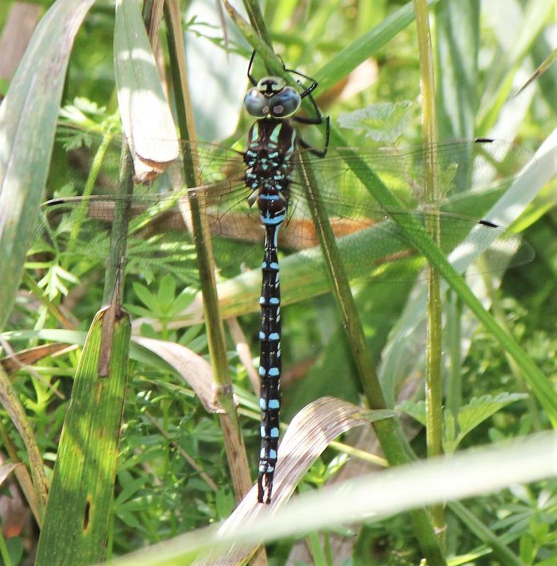 Photo of Lance-tipped Darner