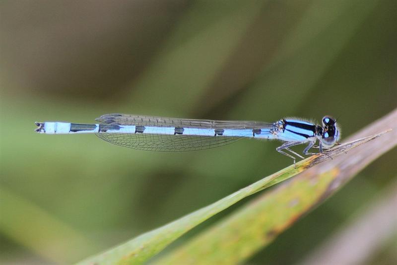 Photo of Familiar Bluet