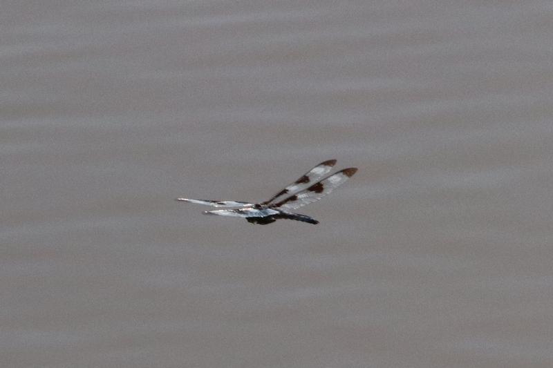 Photo of Twelve-spotted Skimmer