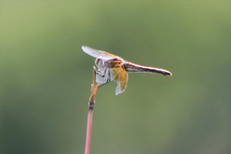 Photo of Band-winged Meadowhawk