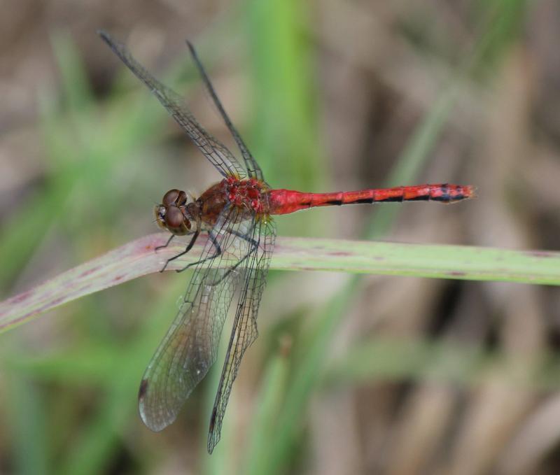 Photo of Ruby Meadowhawk