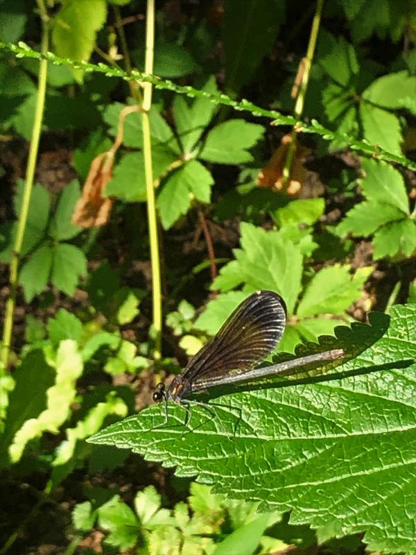Photo of Ebony Jewelwing