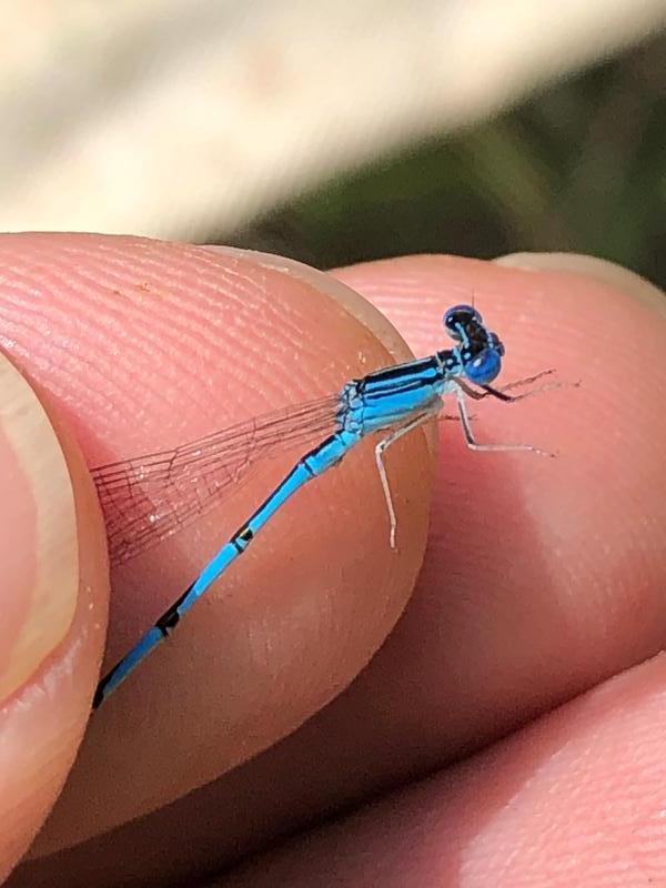 Photo of Double-striped Bluet