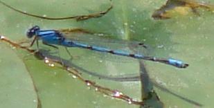 Photo of Familiar Bluet