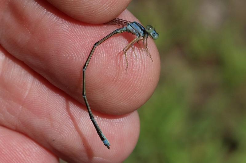 Photo of Orange Bluet