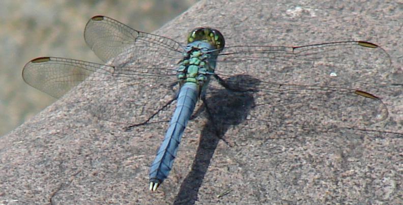 Photo of Eastern Pondhawk