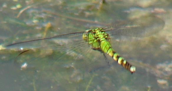 Photo of Eastern Pondhawk