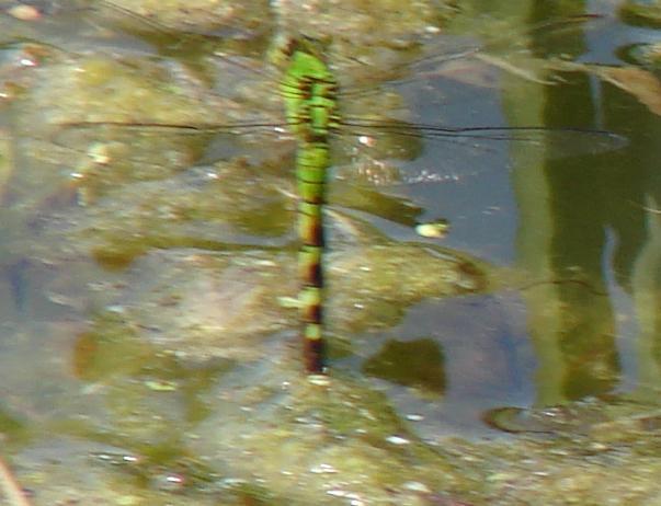 Photo of Eastern Pondhawk