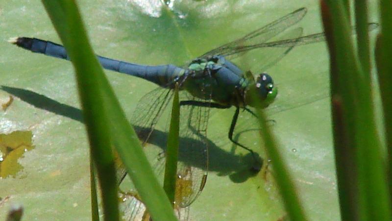 Photo of Eastern Pondhawk