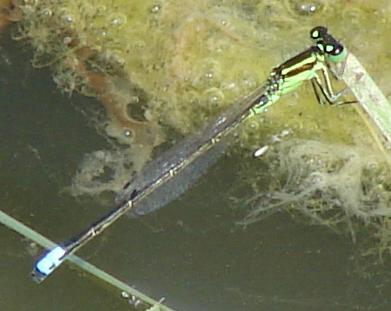 Photo of Eastern Forktail