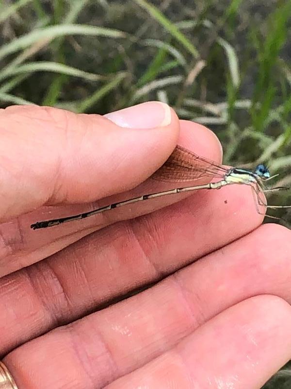 Photo of Slender Spreadwing