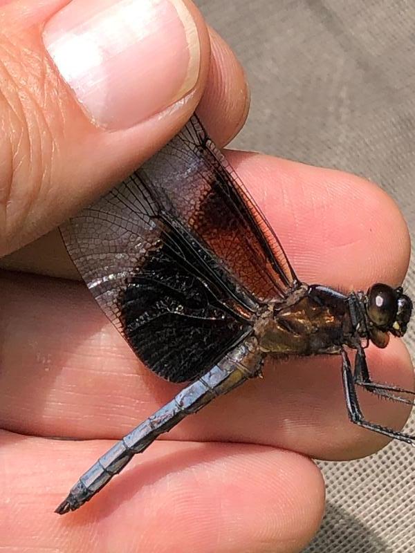 Photo of Widow Skimmer