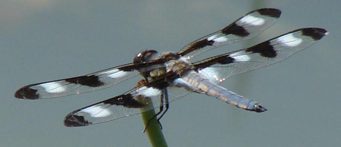 Photo of Twelve-spotted Skimmer