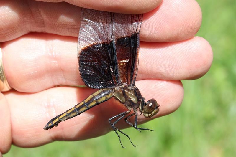 Photo of Widow Skimmer
