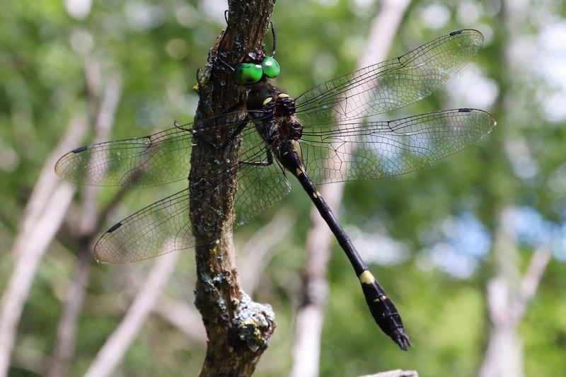 Photo of Swift River Cruiser (Illinois River Cruiser ssp.)