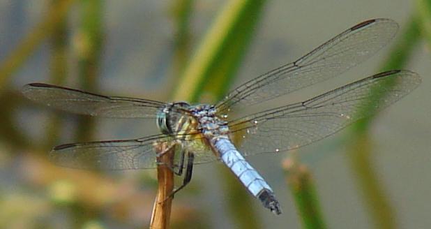 Photo of Blue Dasher