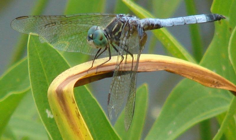 Photo of Blue Dasher