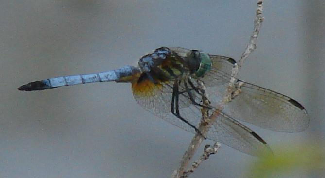 Photo of Blue Dasher