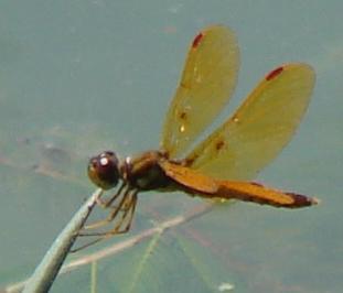 Photo of Eastern Amberwing