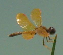 Photo of Eastern Amberwing