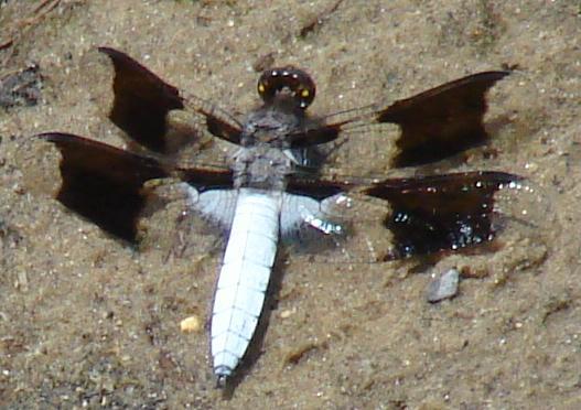 Photo of Common Whitetail