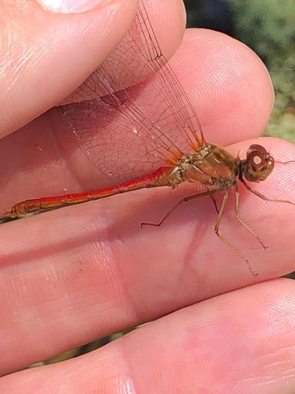 Photo of Autumn Meadowhawk