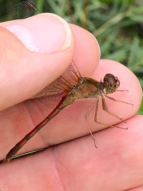 Photo of Autumn Meadowhawk