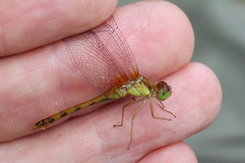 Photo of Autumn Meadowhawk
