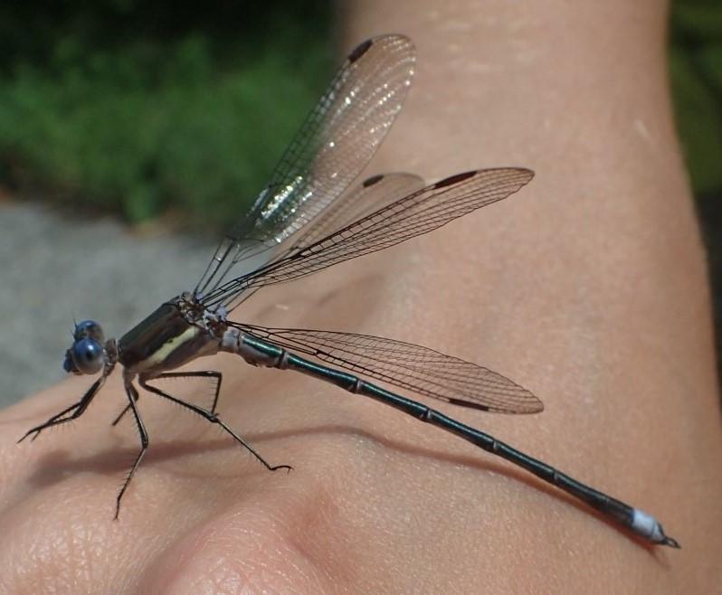 Photo of Great Spreadwing