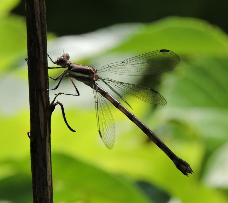 Photo of Great Spreadwing