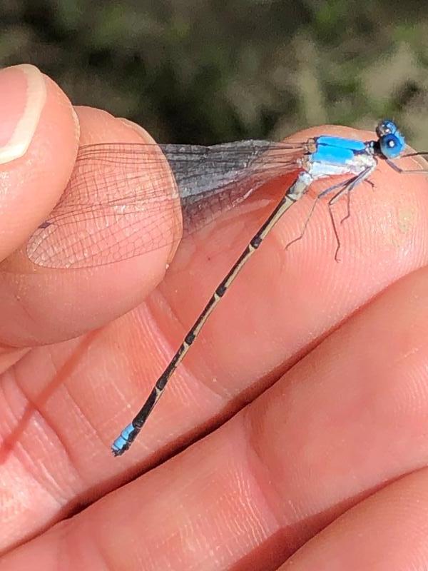 Photo of Blue-fronted Dancer