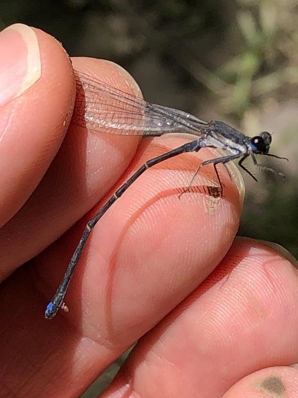 Photo of Blue-tipped Dancer