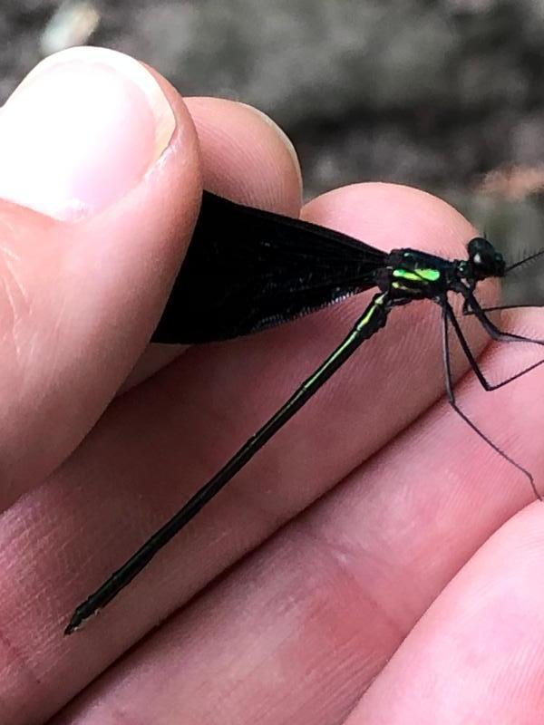 Photo of Ebony Jewelwing