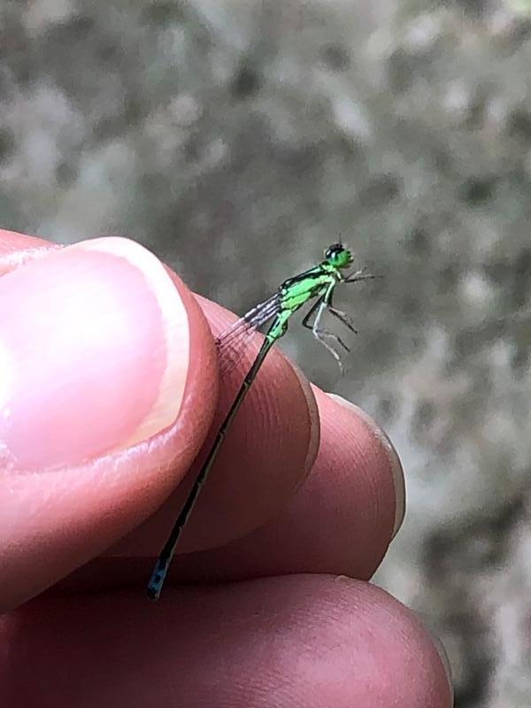 Photo of Eastern Forktail