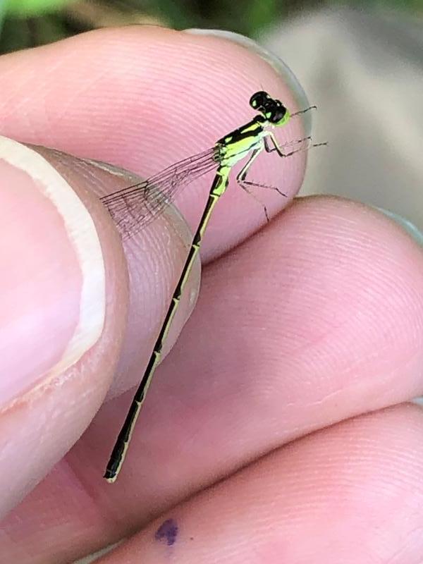 Photo of Fragile Forktail