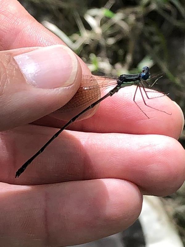 Photo of Slender Spreadwing