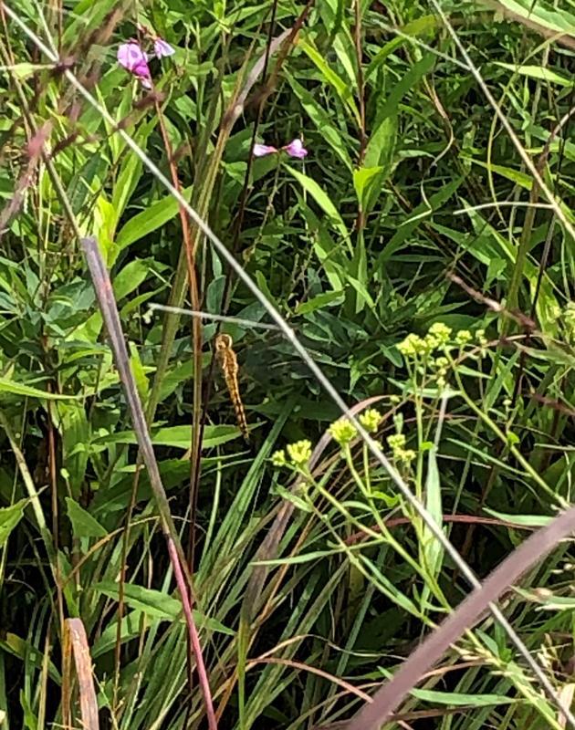 Photo of Wandering Glider