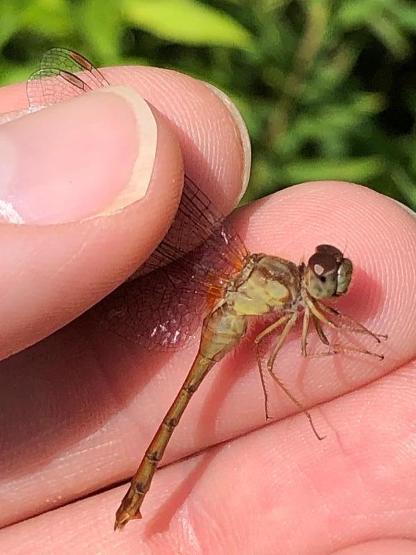 Photo of Autumn Meadowhawk