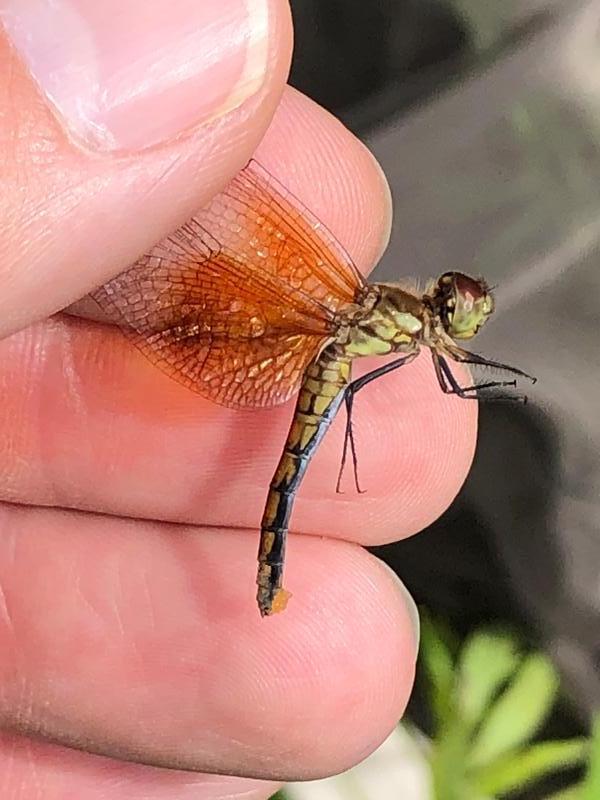 Photo of Band-winged Meadowhawk